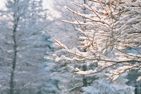 积雪的树枝图片