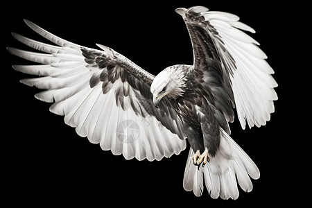 自由飞翔的猎鹰图片