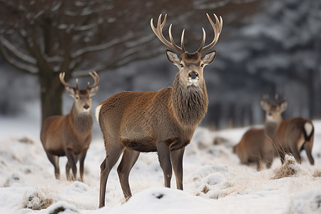 冬季雪景中的鹿群图片