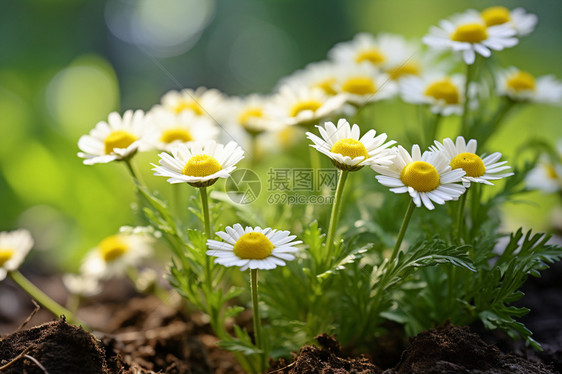 公园里的花朵图片