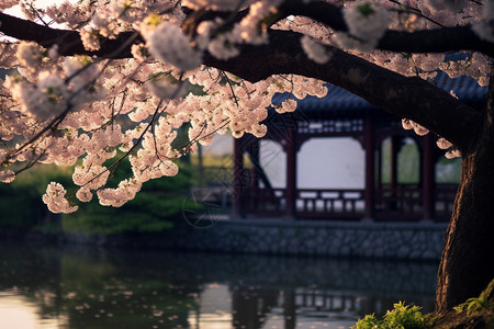 流水与樱花图片