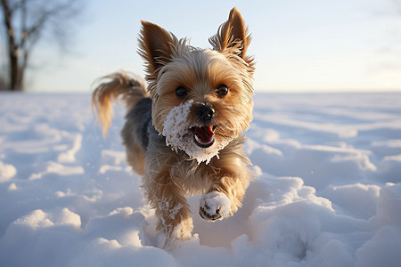 雪地里的小狗图片