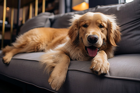 沙发上躺着的金毛犬图片