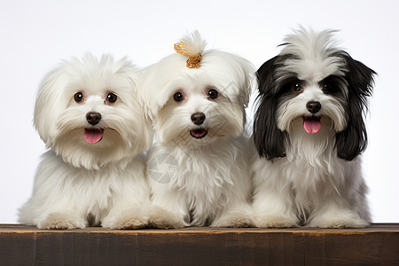 三只可爱的小白狗图片