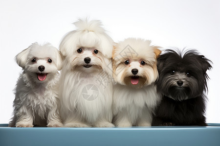 四只狗狗在桌子上坐着图片