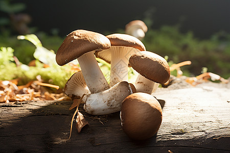 新鲜的野生蘑菇图片