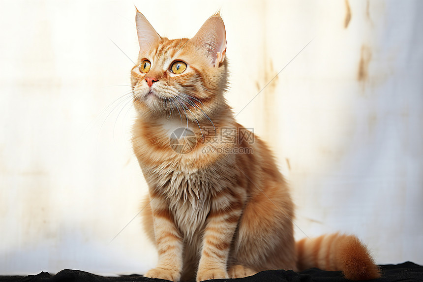美丽的橘猫高清图片下载-正版图片600528629-摄图网