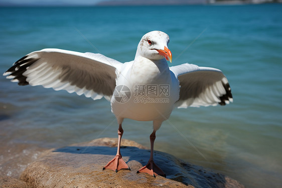 海边的自由海鸥图片