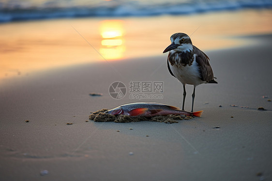 黄昏沙滩上的鸟图片