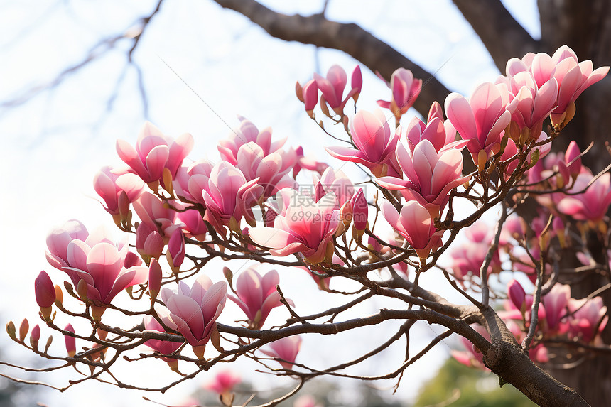 春日玉兰花开图片