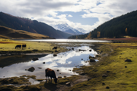 湖边驰骋的野马背景图片