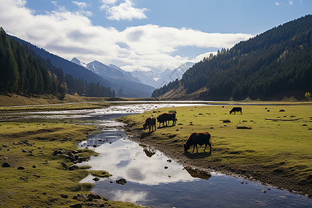 草原上一群马儿在河边吃草图片