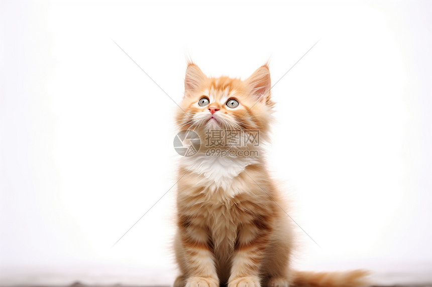 可爱的猫咪在木地板上图片