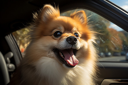 快乐的狗狗坐在车里图片