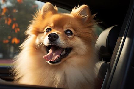 开心的宠物狗坐在车里图片
