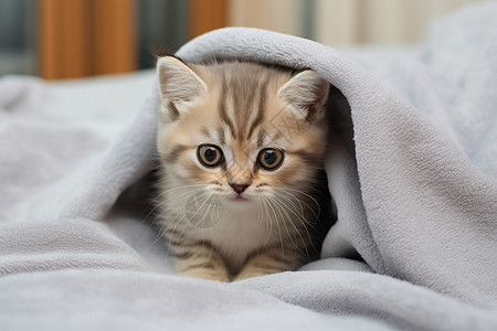 可爱的小猫咪躲在床上的毯子里图片