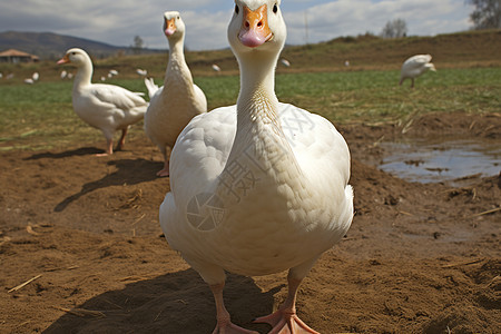 农村的鸭子背景图片