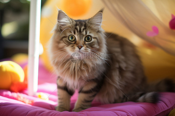 可爱的波斯猫坐在垫子上图片