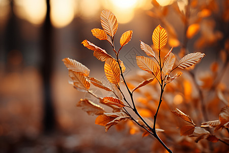 森林里的秋叶高清图片