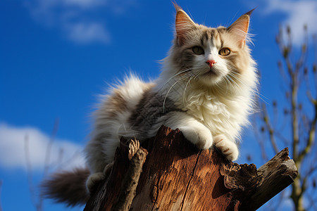猫咪栖息在树桩上图片