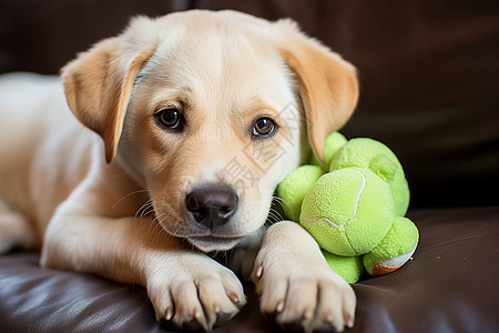 小狗躺在沙发上嘴里叼着一个网球图片