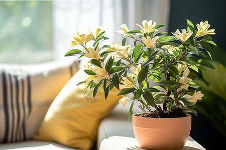 室内的植物图片