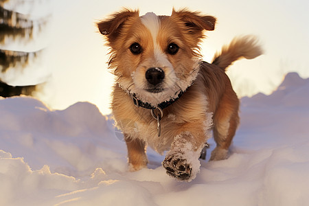 快乐的小狗在雪地中奔跑图片