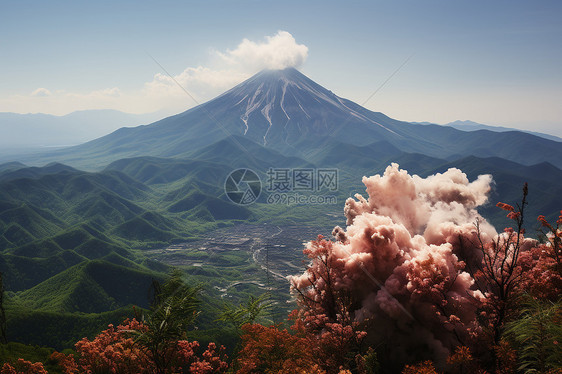 山谷间花朵植物图片