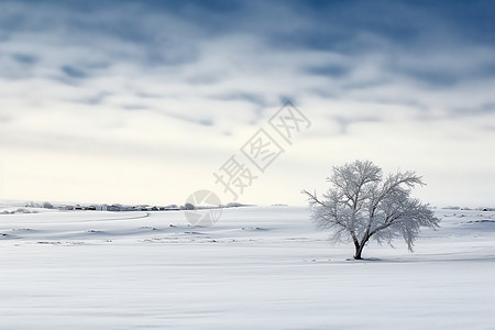 一览无余白色雪原中的树木背景