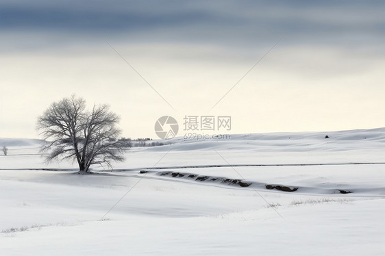 雪中的孤树图片