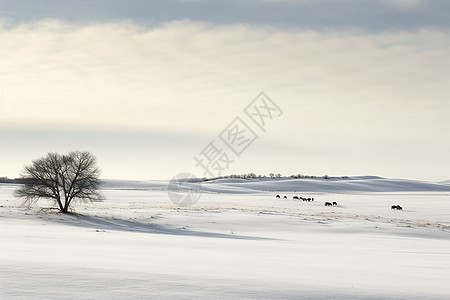 一览无余冬日草原的雪中孤树背景