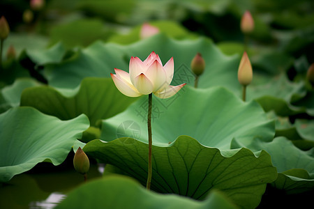 水中盛开的粉色花朵图片