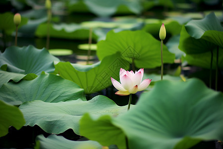 水中莲花的梦幻夏日图片