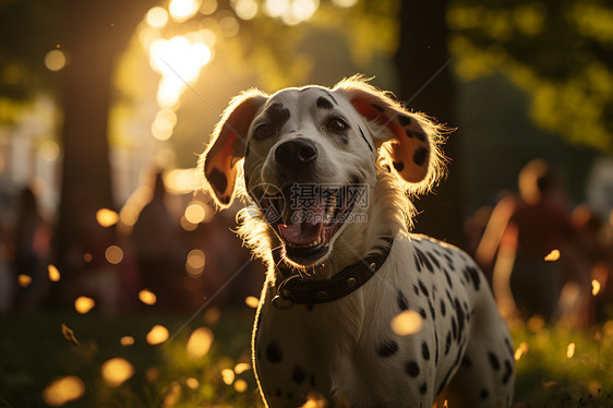 太阳下草坪上的斑点狗图片