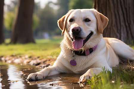 拉布拉多犬在草地上休息图片