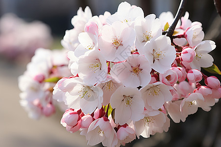 春季樱花初绽图片