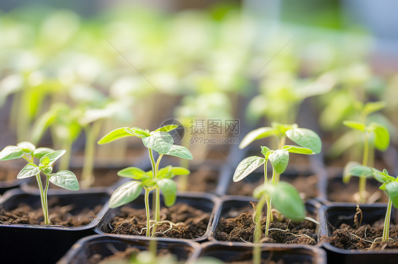 绿色盎然的田园种植图片