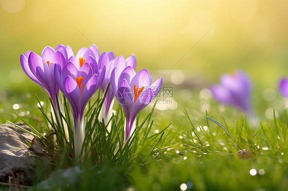 春日草坪上的花朵图片