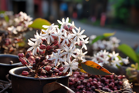 花园咖啡馆旁的小白花图片