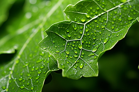 夏日微雨中的绿叶图片