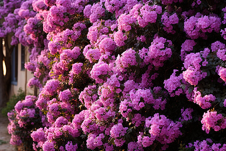 户外美丽盛开的紫色花朵图片