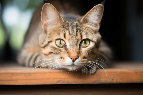 宠物猫咪在地板上图片