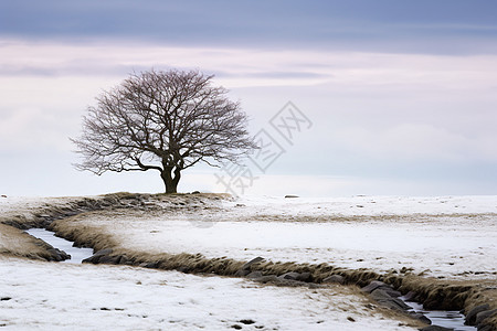 冬日孤树图片