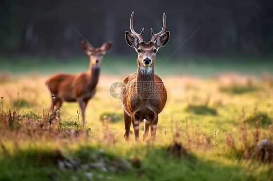 野生鹿群在草地上图片