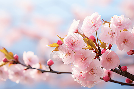 樱花绽放的季节图片