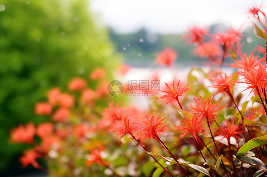 秋天的美丽植物图片