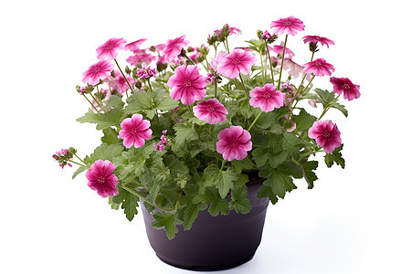粉色花朵的盆栽植物图片