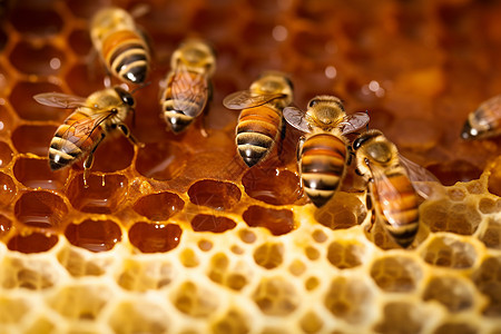 蜜蜂群在蜂巢上图片