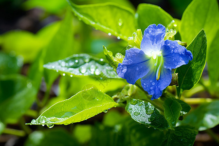 绿叶上的蓝色花朵背景图片
