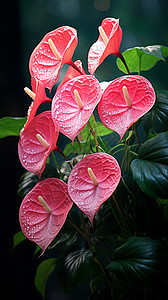 花卉红掌花背景图片